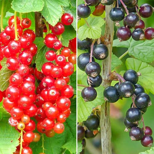 Super ponuka! Súprava Ríbezle Sweet Duo, 2 sadenice obrázok 1 artikel 4917