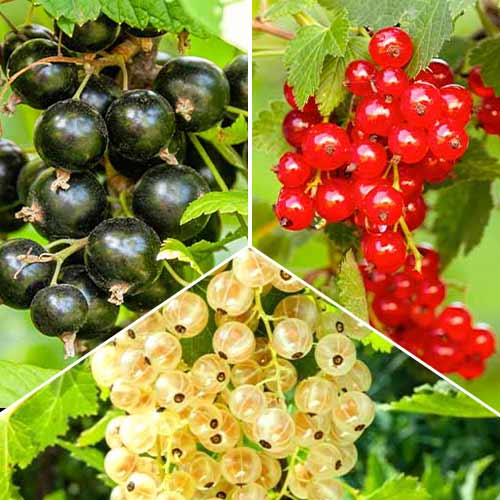 Super ponuka! Súprava Trio Ríbezlí, 3 sadenice obrázok 1 artikel 5845