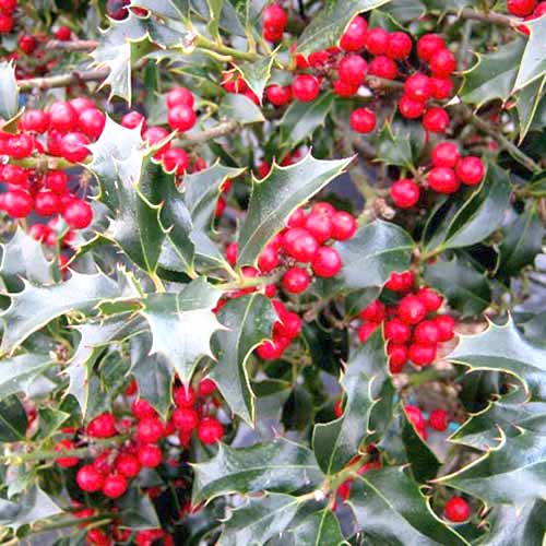 Svätý (Ilex) Alaska artikel fotografia 1 Svätý (Ilex) Alaska obrázok 1 artikel 77806