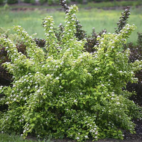 Tavola Dart's Gold, C3 obrázok 1 artikel 7726