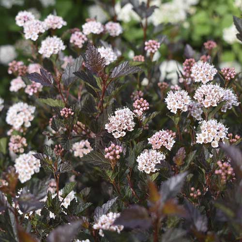 Tavola Little Devil ® PBR, C3 obrázok 1 artikel 8562