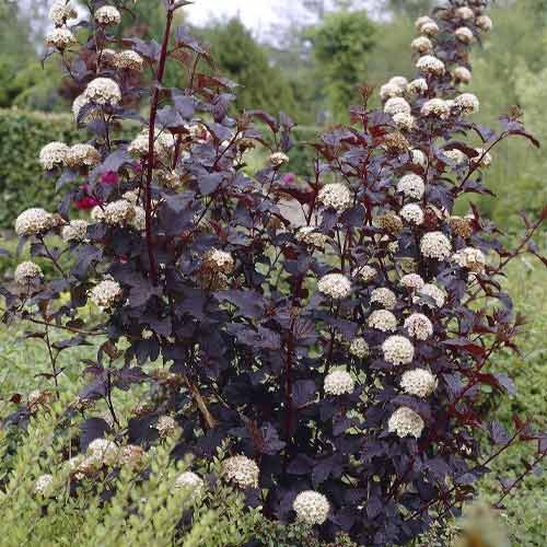 Tavola Summer Wine ® PBR, C3 obrázok 1 artikel 8563