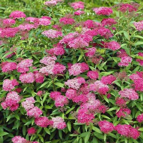 Tavoľník japonský Anthony Waterer obrázok 1 artikel 4811