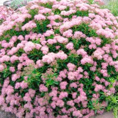 Tavoľník japonský Little Princess obrázok 1 artikel 9100