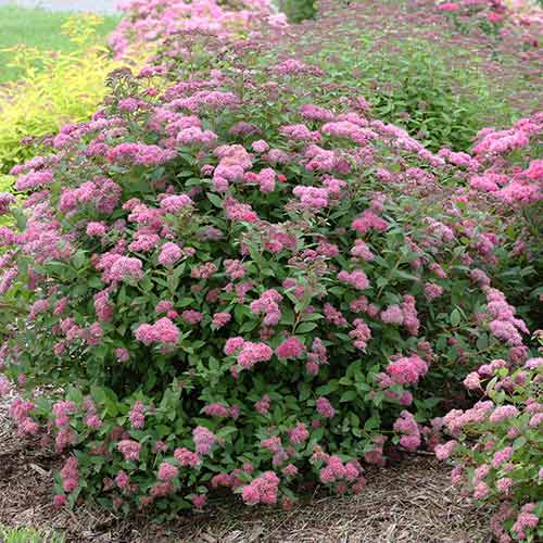 Tavoľník japonský Neon Flash obrázok 1 artikel 4812