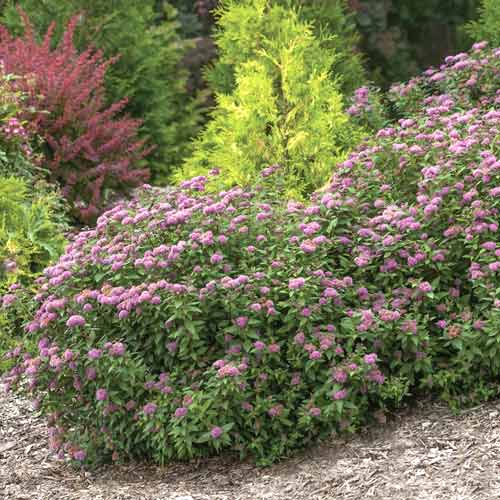 Tavoľník Double Play Artist ®, C3 obrázok 1 artikel 8581