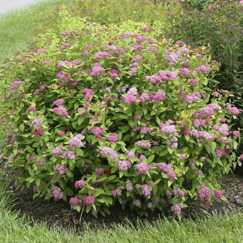 Tavoľník Double Play Big Bang ®, C3 obrázok 1 artikel 8582