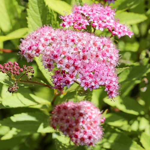 Tavoľník japonský Crispa artikel fotografia 1 Tavoľník japonský Crispa obrázok 1 artikel 2044