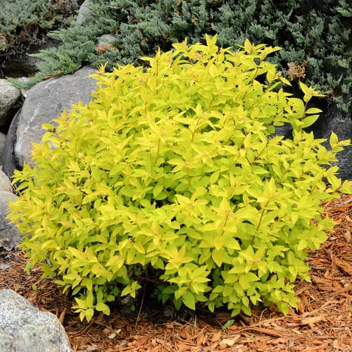 Tavoľník japonský Goldmound obrázok 1 artikel 2045