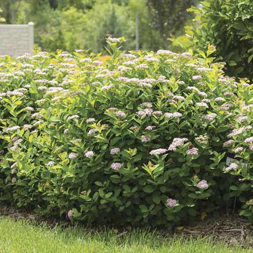 Tavoľník Pink Sparkler PBR, C3 obrázok 1 artikel 8579