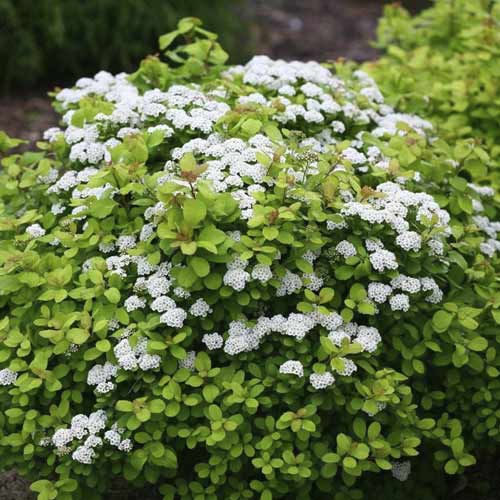 Tavoľník Tor Gold PBR, C2 obrázok 1 artikel 8580