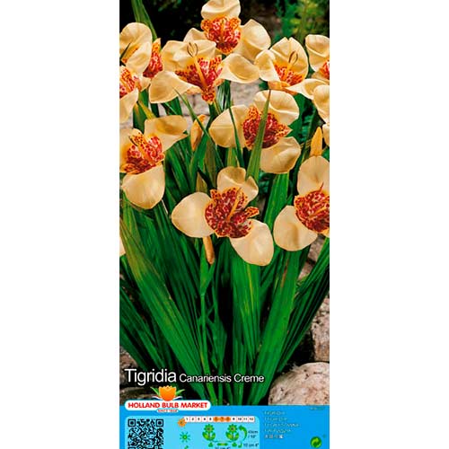 Tigřica Creme obrázok 1 artikel 76501