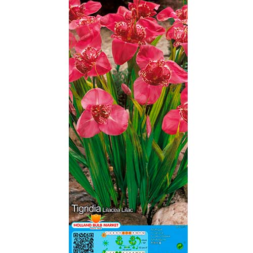 Tigřica Lilac obrázok 1 artikel 76502