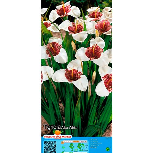 Tigřica White artikel fotografia 1 Tigřica White obrázok 1 artikel 76504