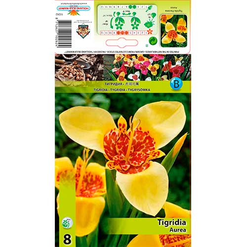 Tigridia Aurea artikel fotografia 1 Tigridia Aurea obrázok 1 artikel 70450