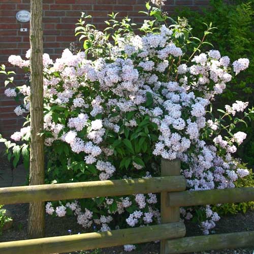 Trojpuk hybridný Mont Rose, P9 artikel fotografia 1 Trojpuk hybridný Mont Rose, P9 obrázok 1 artikel 4039