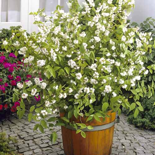 Trojpuk hybridný Pride of Rochester, С2 artikel fotografia 1 Trojpuk hybridný Pride of Rochester, С2 obrázok 1 artikel 8215