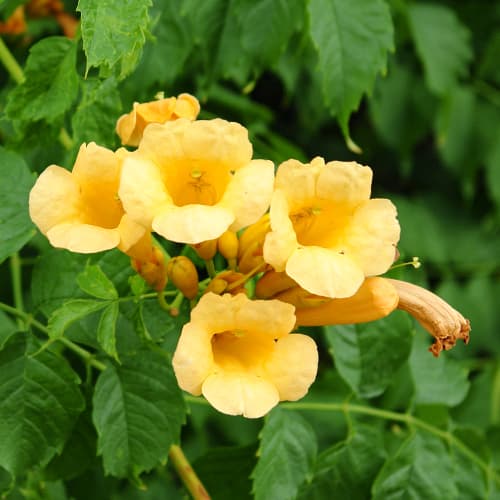 Trúbkovec Kořeňující Judy obrázok 1 artikel 9153