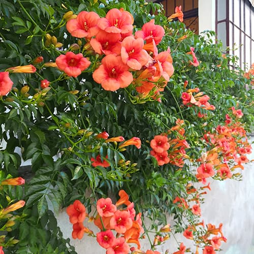 Trúbkovec Kořeňující Radicans, P9 obrázok 1 artikel 9181