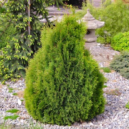 Tuja západná Miky obrázok 1 artikel 4684