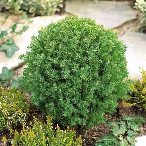 Tuja západná Teddy, C2 artikel fotografia 1 Tuja západná Teddy, C2 obrázok 1 artikel 7753