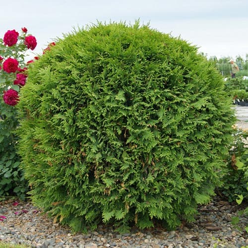 Tuja západná Woodwardii obrázok 1 artikel 4681