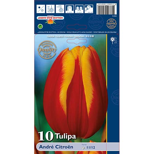 Tulipán Andre Citroen artikel fotografia 1 Tulipán Andre Citroen obrázok 1 artikel 67898