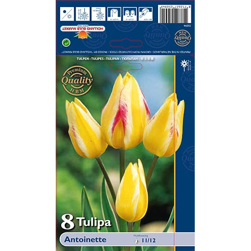 Tulipán Antoinette artikel fotografia 1 Tulipán Antoinette obrázok 1 artikel 70256