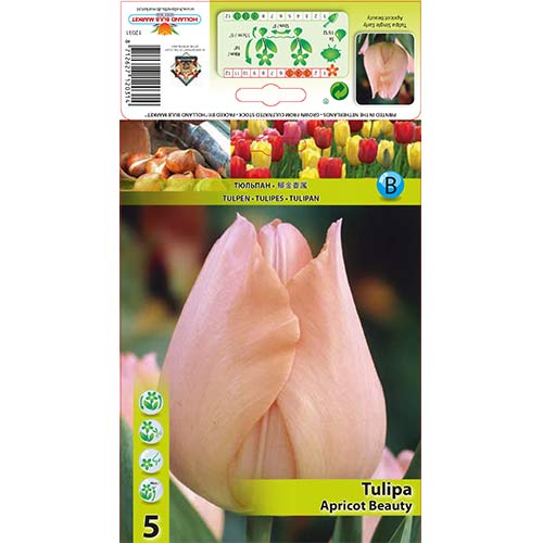 Tulipán Apricot Beauty artikel fotografia 1 Tulipán Apricot Beauty obrázok 1 artikel 67864