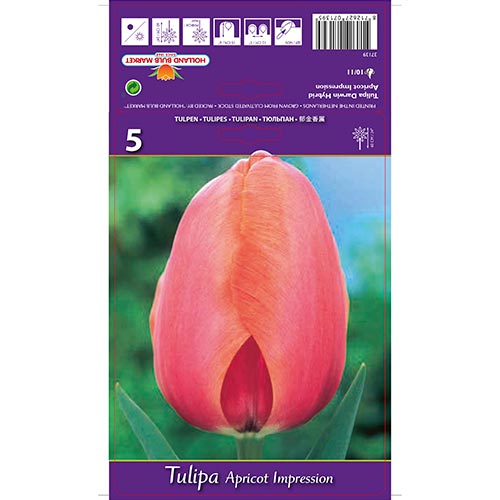 Tulipán Apricot Impression artikel fotografia 1 Tulipán Apricot Impression obrázok 1 artikel 67687