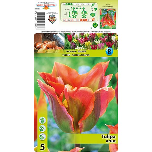 Tulipán Artist artikel fotografia 1 Tulipán Artist obrázok 1 artikel 68401