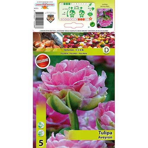 Tulipán Aveyron artikel fotografia 1 Tulipán Aveyron obrázok 1 artikel 68075