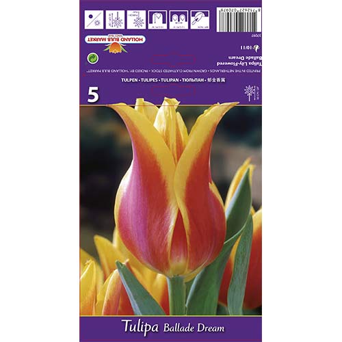 Tulipán Ballade Dream artikel fotografia 1 Tulipán Ballade Dream obrázok 1 artikel 67477