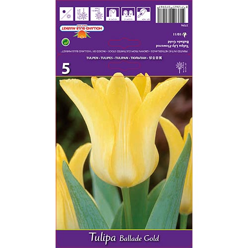 Tulipán Ballade Gold artikel fotografia 1 Tulipán Ballade Gold obrázok 1 artikel 67478