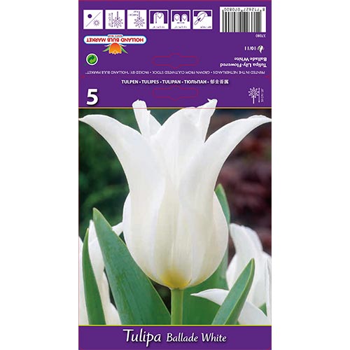 Tulipán Ballade White obrázok 1 artikel 67691