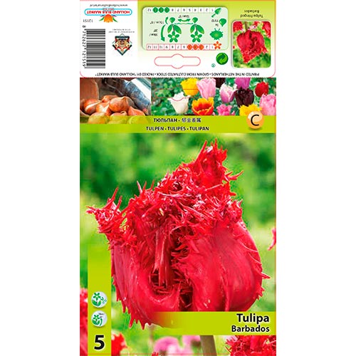 Tulipán Barbados artikel fotografia 1 Tulipán Barbados obrázok 1 artikel 67693