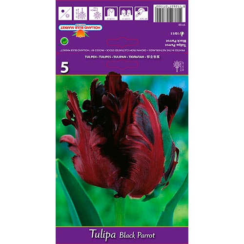 Tulipán Black Parrot artikel fotografia 1 Tulipán Black Parrot obrázok 1 artikel 67489