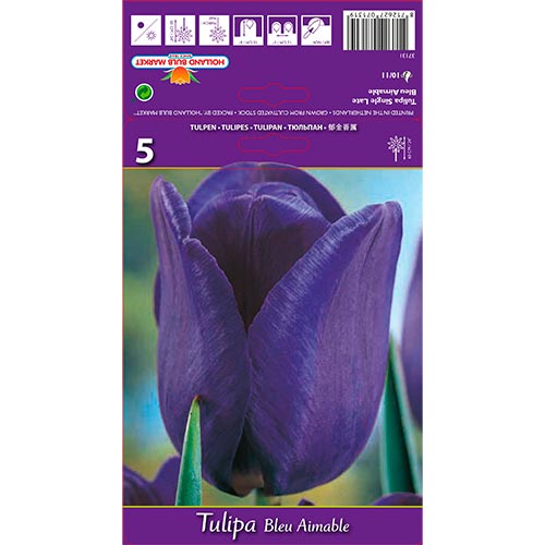 Tulipán Blue Amaible artikel fotografia 1 Tulipán Blue Amaible obrázok 1 artikel 67705