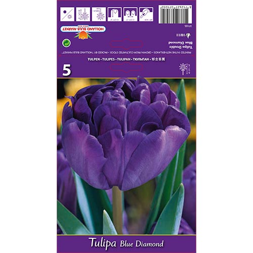 Tulipán Blue Diamond obrázok 1 artikel 67769