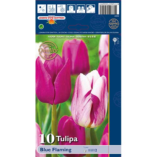 Tulipán Blue Flaming obrázok 1 artikel 68030