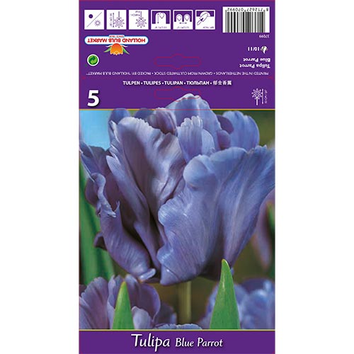 Tulipán Blue Parrot artikel fotografia 1 Tulipán Blue Parrot obrázok 1 artikel 67797