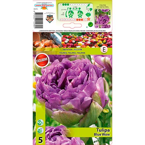 Tulipán Blue Wow obrázok 1 artikel 67701