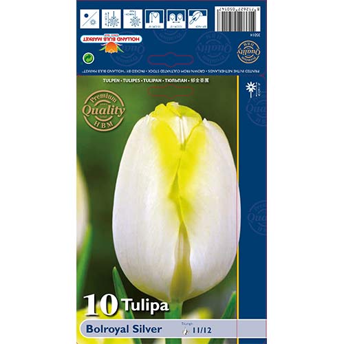 Tulipán Bolroyal Silver obrázok 1 artikel 67706
