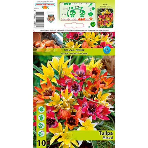 Tulipán botanický, mix obrázok 1 artikel 67873