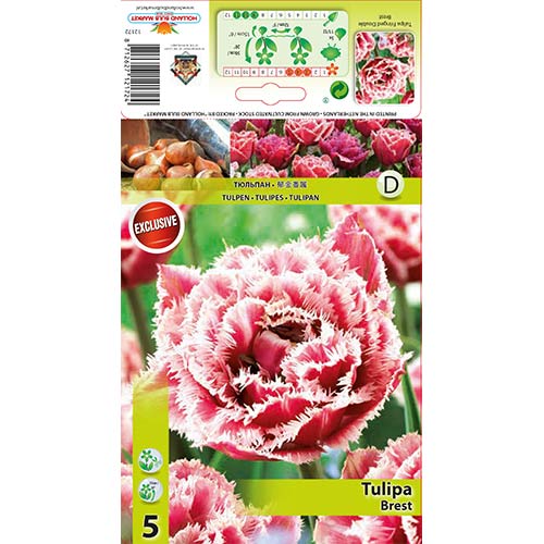 Tulipán Brest obrázok 1 artikel 68076