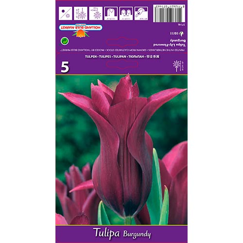 Tulipán Burgundy obrázok 1 artikel 67759