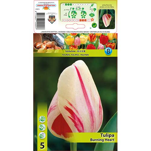 Tulipán Burning Heart obrázok 1 artikel 70292