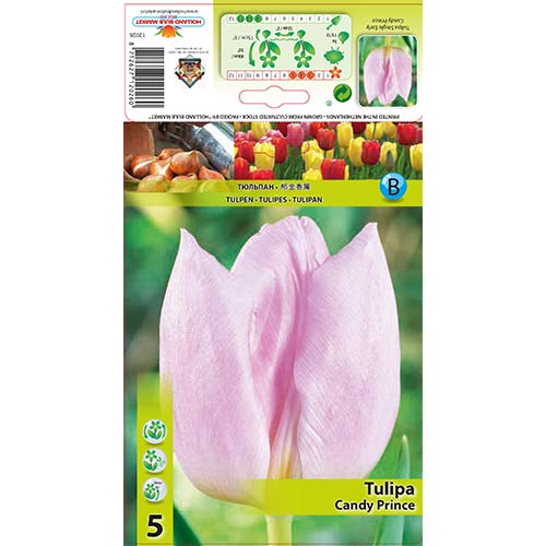 Tulipán Candy Prince artikel fotografia 1 Tulipán Candy Prince obrázok 1 artikel 67746