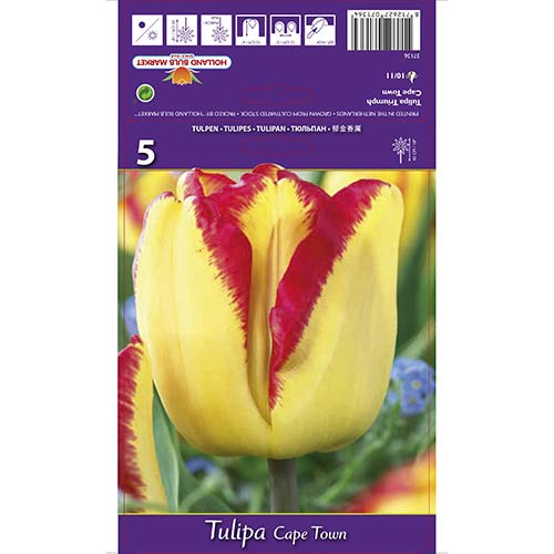 Tulipán Cape Town artikel fotografia 1 Tulipán Cape Town obrázok 1 artikel 67742