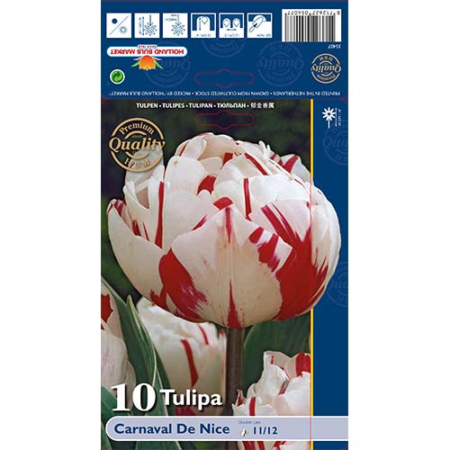Tulipán Carnaval de Nice artikel fotografia 1 Tulipán Carnaval de Nice obrázok 1 artikel 67738
